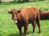 Camping Auvergne : Vache race Salers près de Bagnols Sancy-Artense